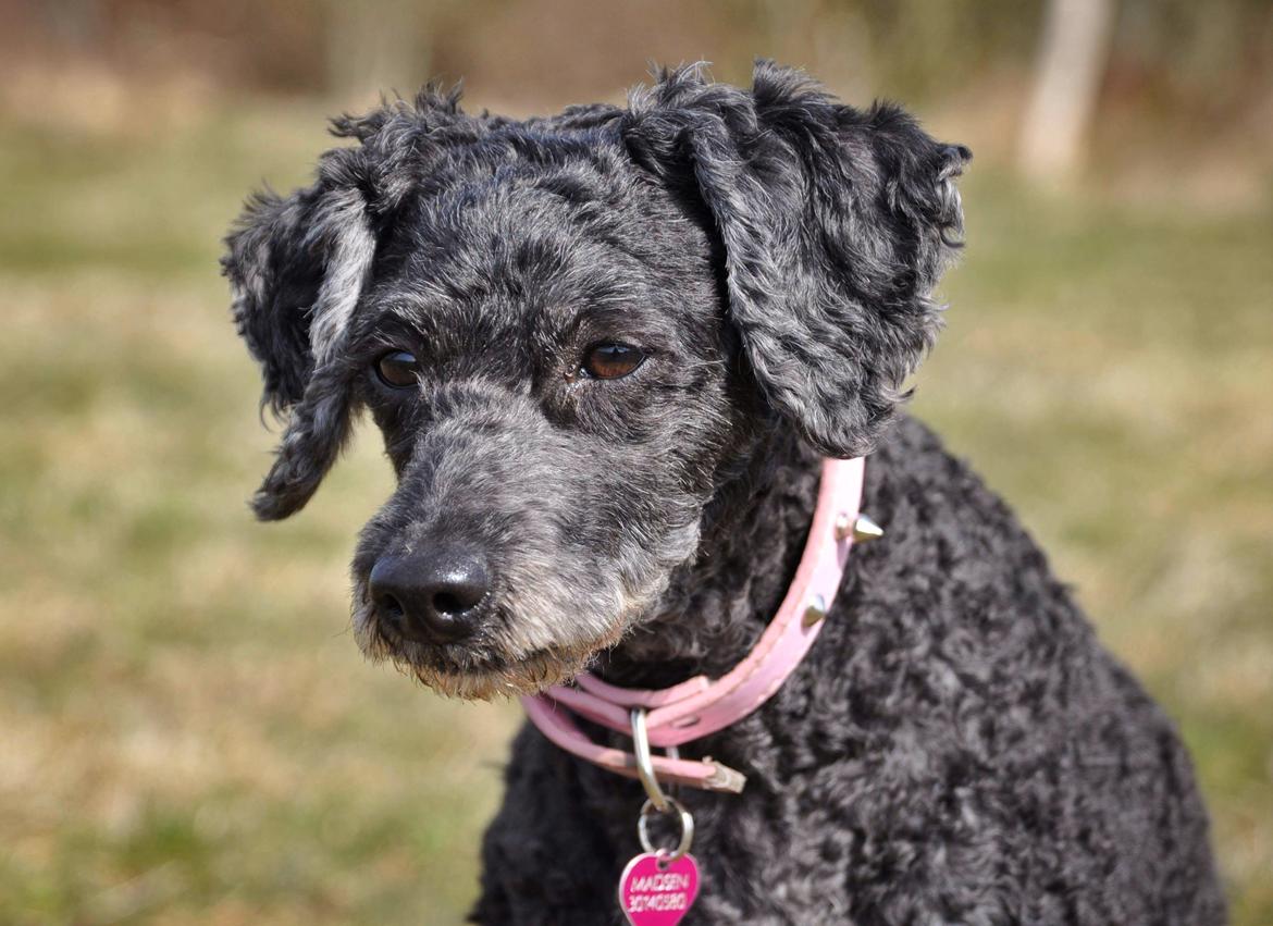 Mellempuddel Ceeli  billede 16