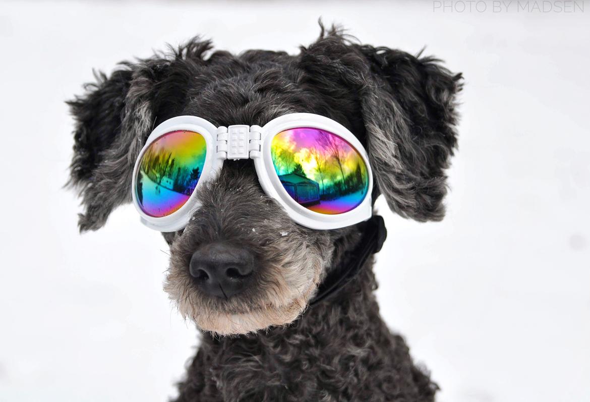 Mellempuddel Ceeli  billede 17