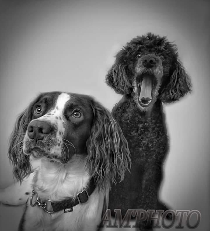 Mellempuddel Ceeli  billede 18