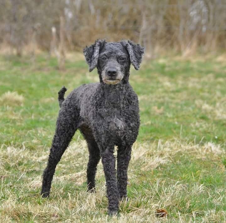 Mellempuddel Ceeli  billede 19