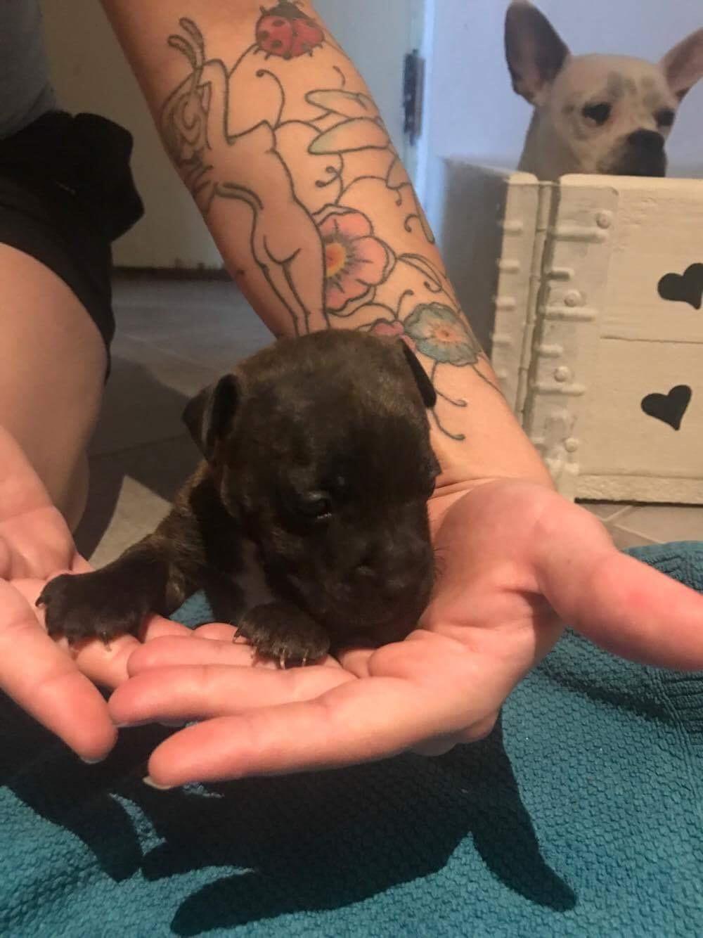 Staffordshire bull terrier Capone billede 1