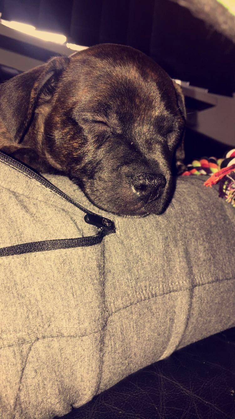 Staffordshire bull terrier Capone billede 3