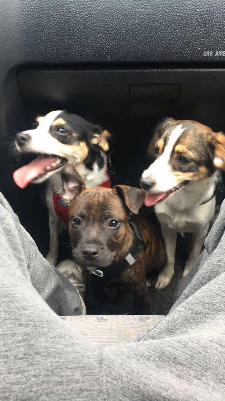 Staffordshire bull terrier Capone billede 4