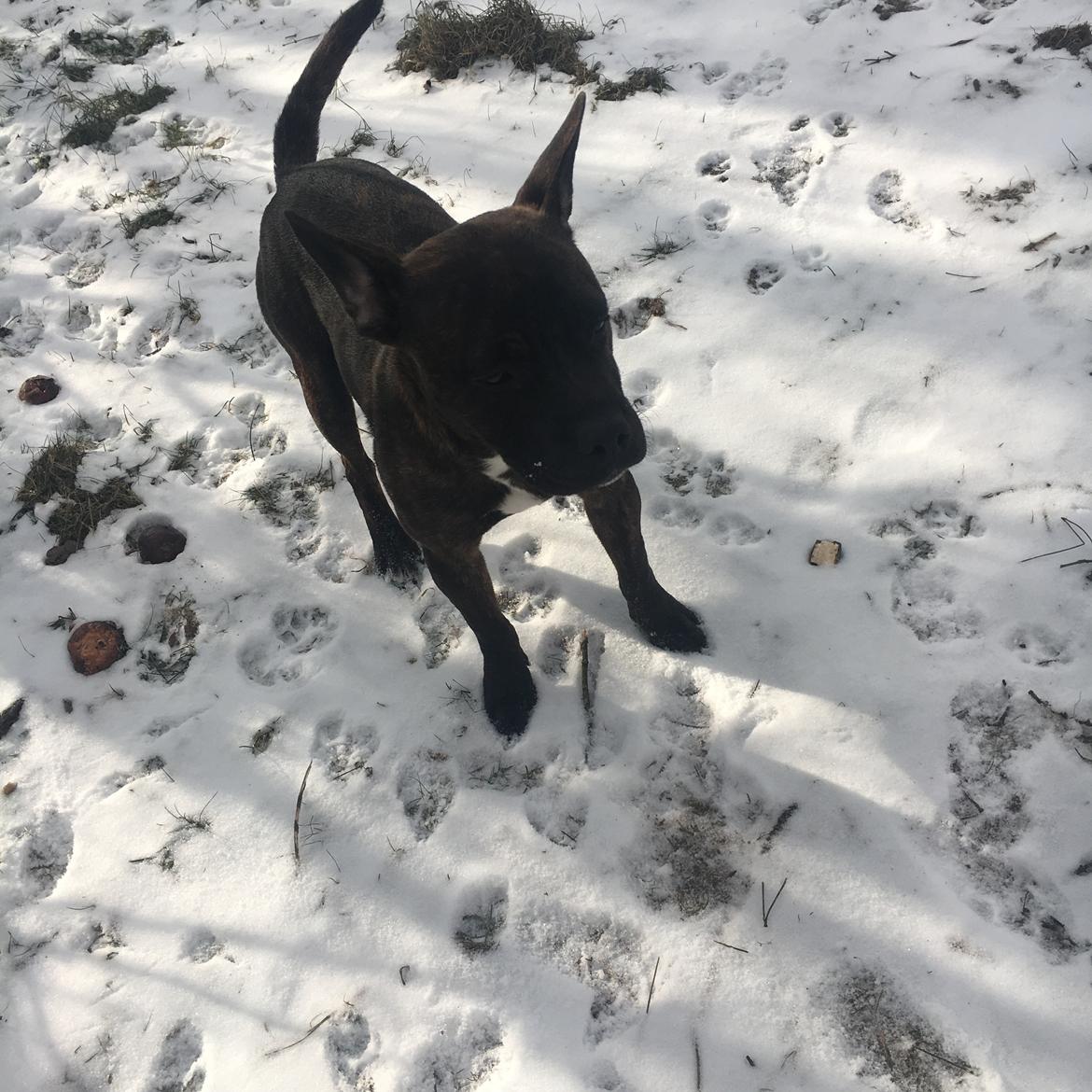 Staffordshire bull terrier Capone billede 5