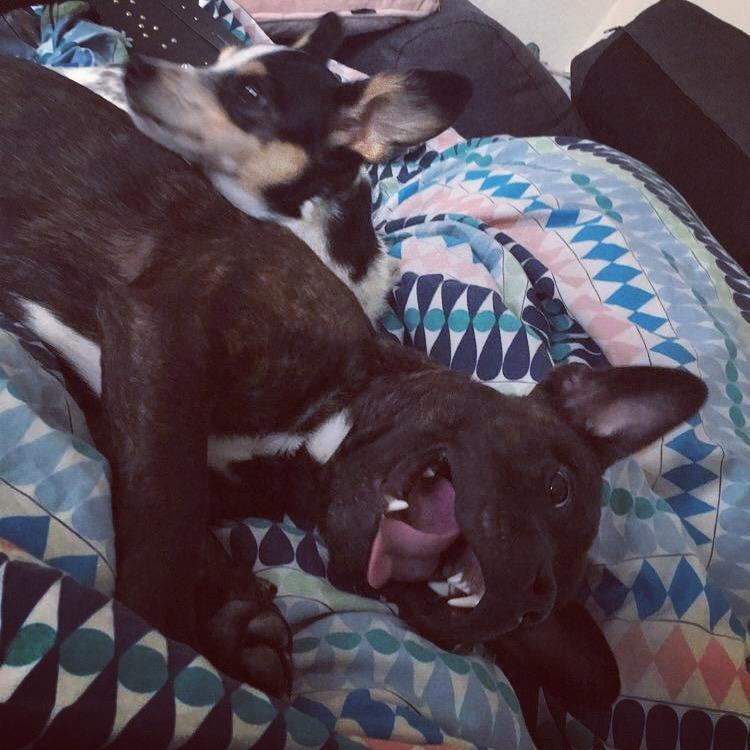 Staffordshire bull terrier Capone billede 6