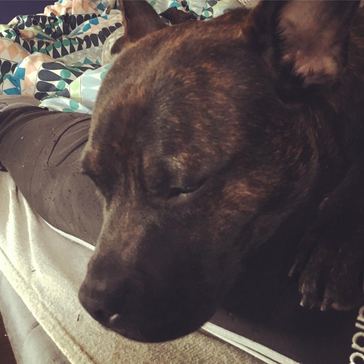 Staffordshire bull terrier Capone billede 7