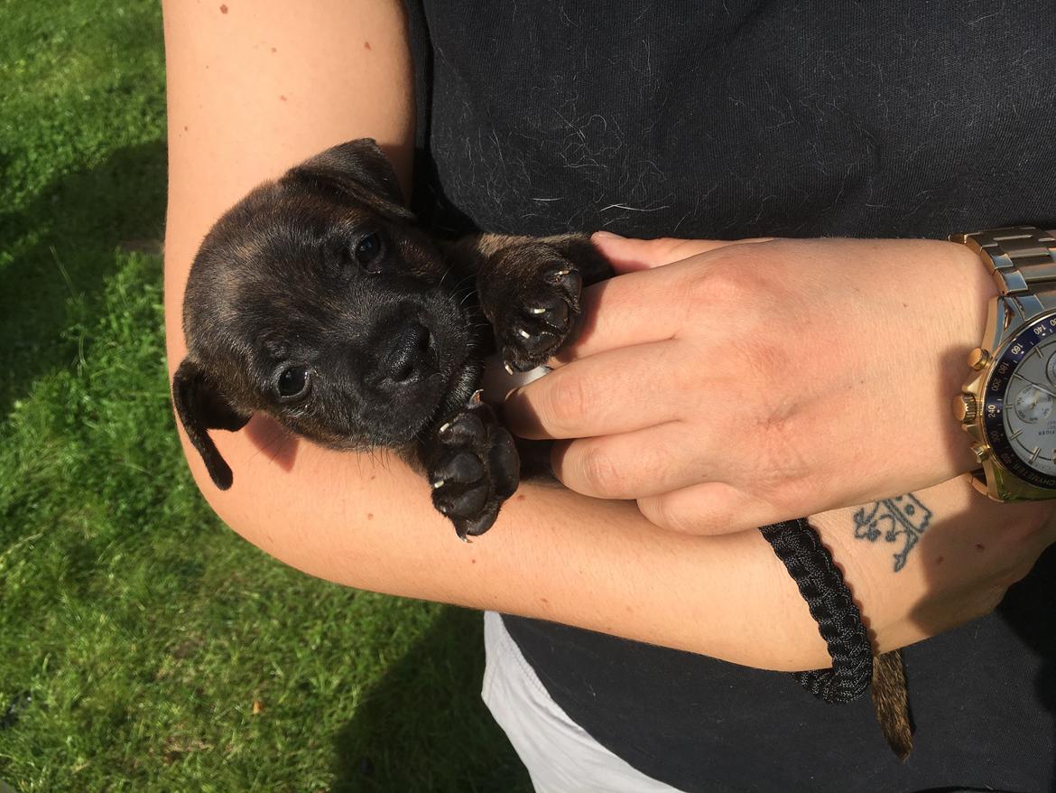 Staffordshire bull terrier Capone billede 2