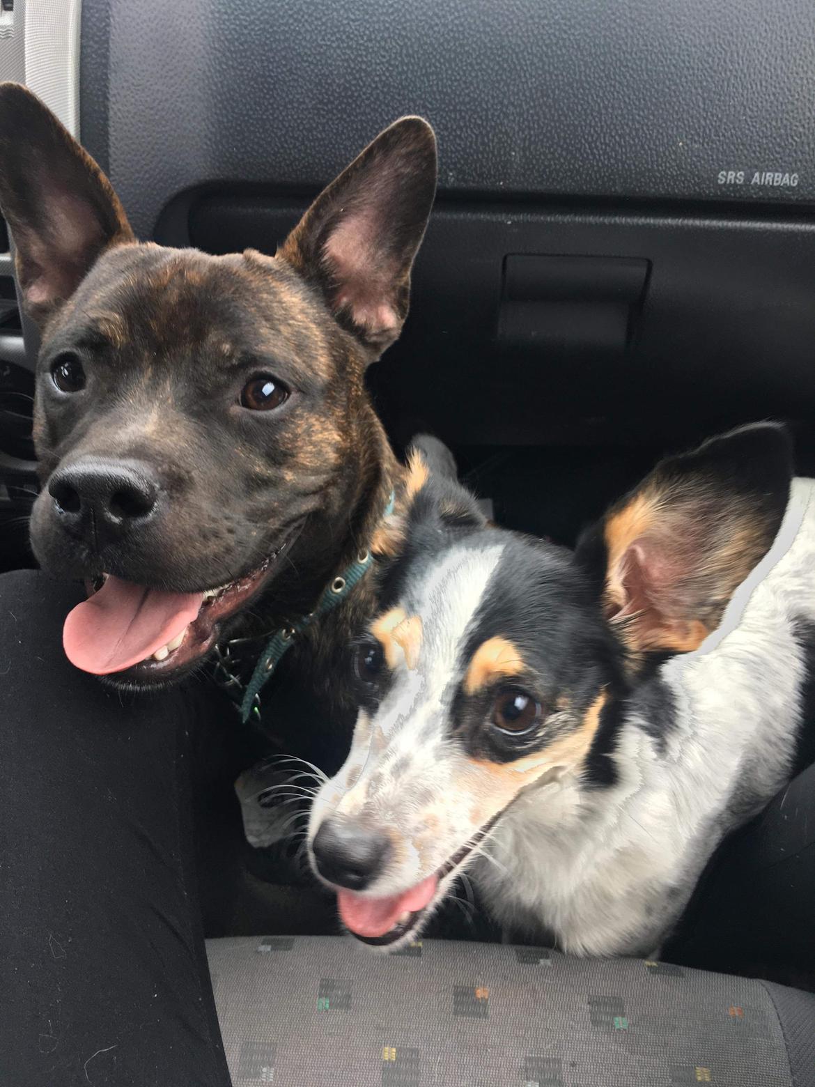 Staffordshire bull terrier Capone billede 9