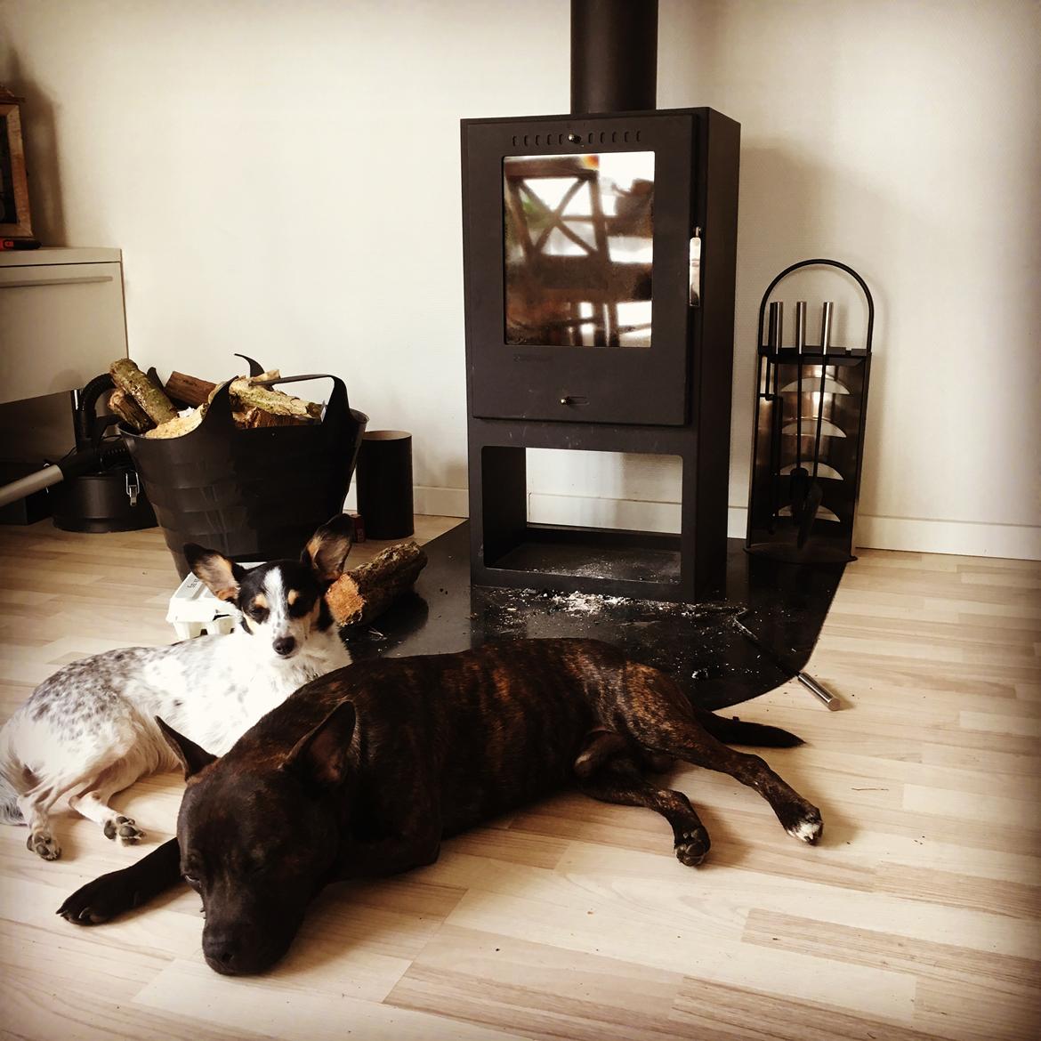 Staffordshire bull terrier Capone billede 8