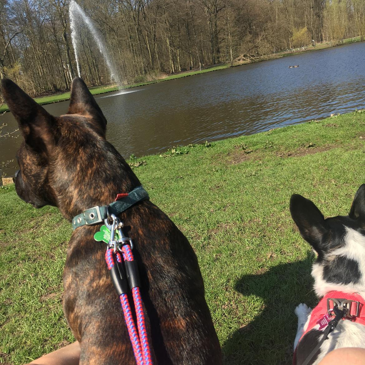 Staffordshire bull terrier Capone billede 11