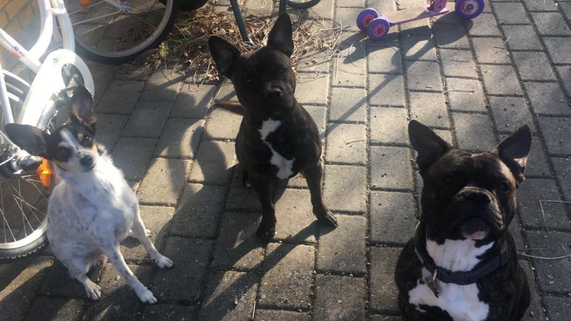 Staffordshire bull terrier Capone billede 12