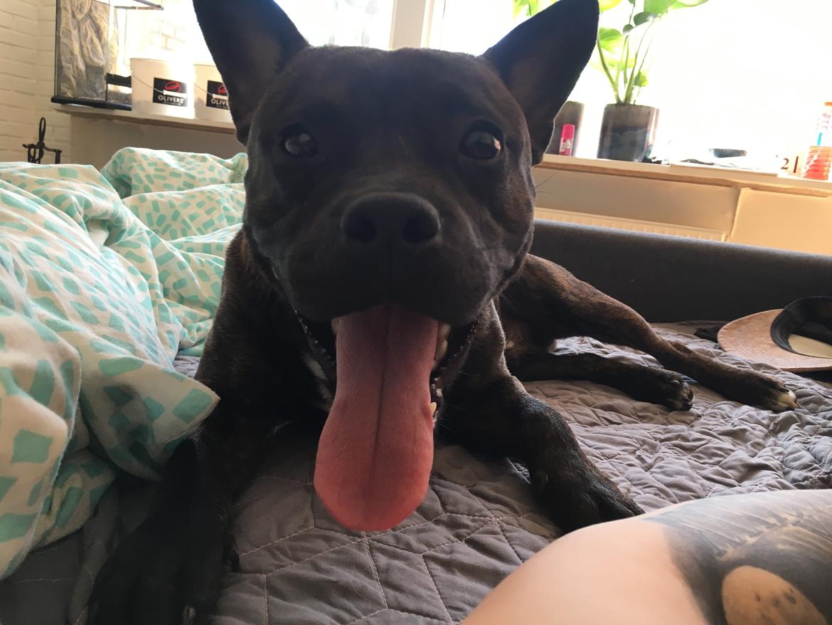 Staffordshire bull terrier Capone billede 13