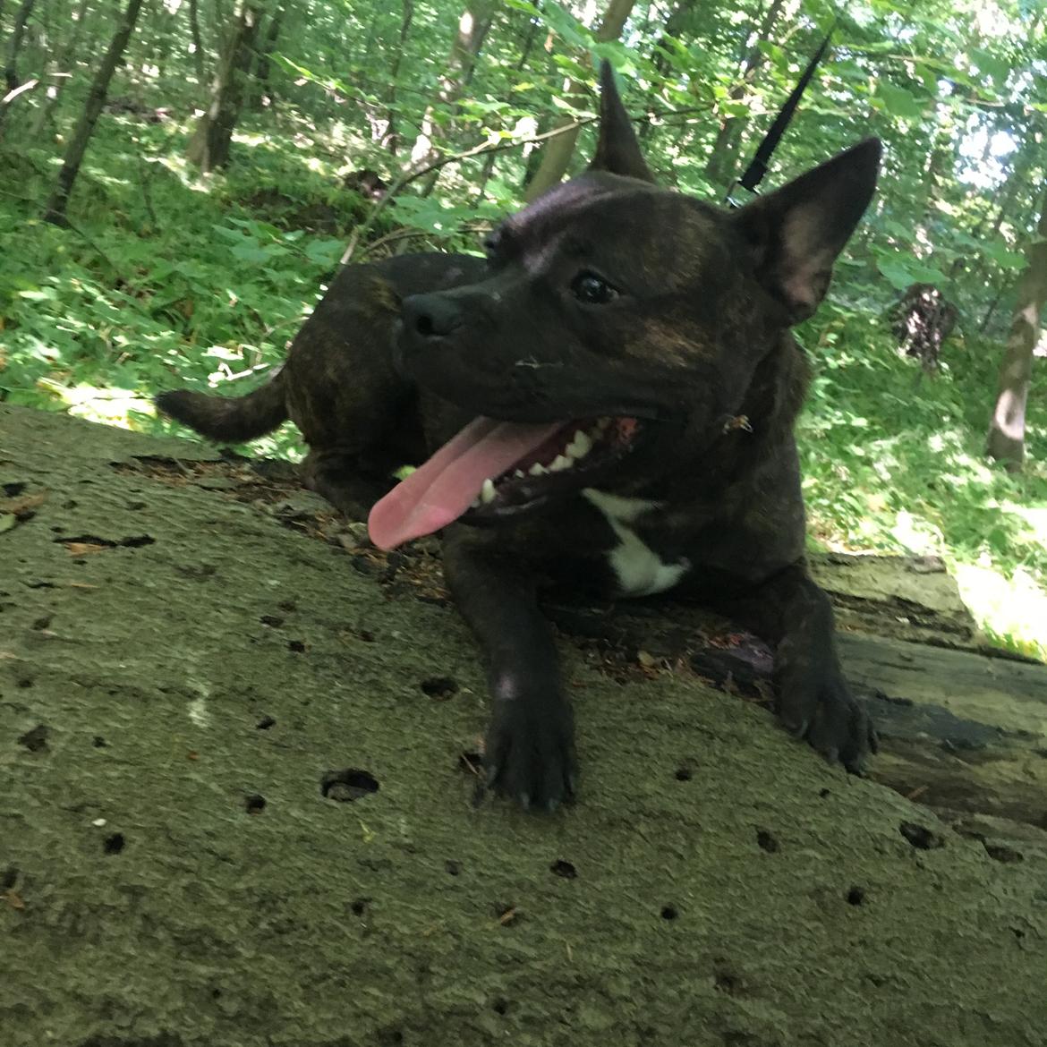 Staffordshire bull terrier Capone billede 14