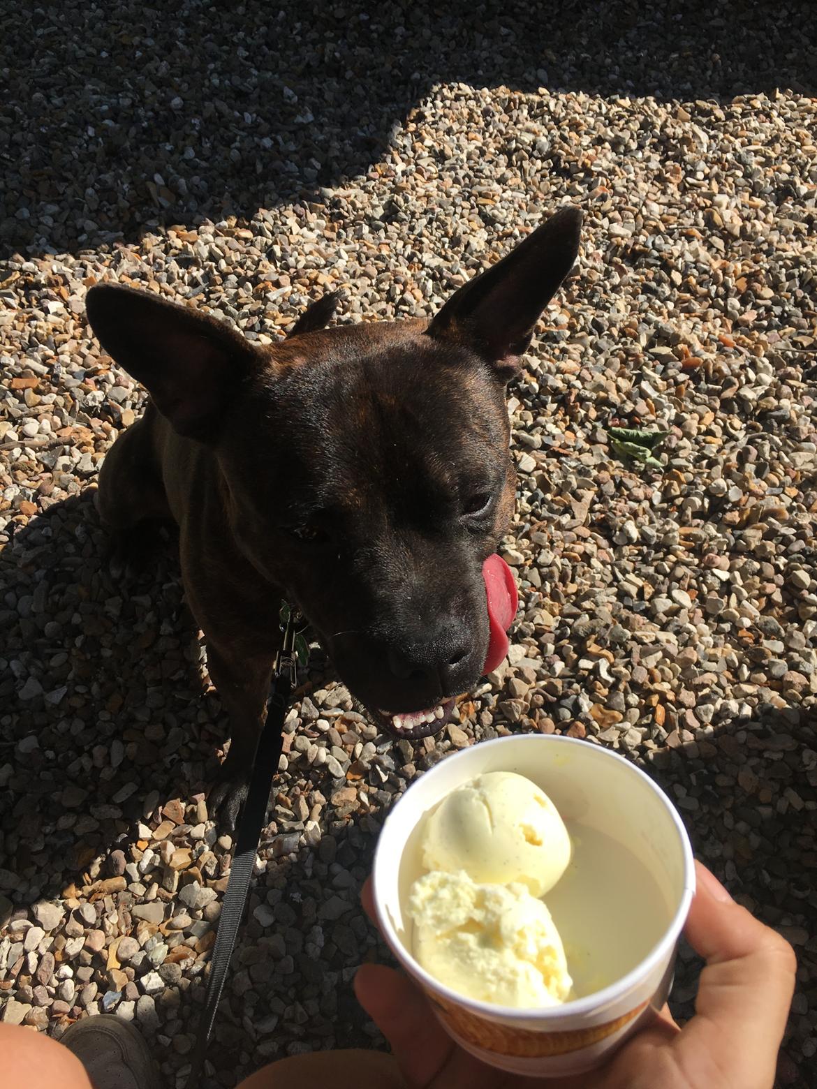 Staffordshire bull terrier Capone billede 15