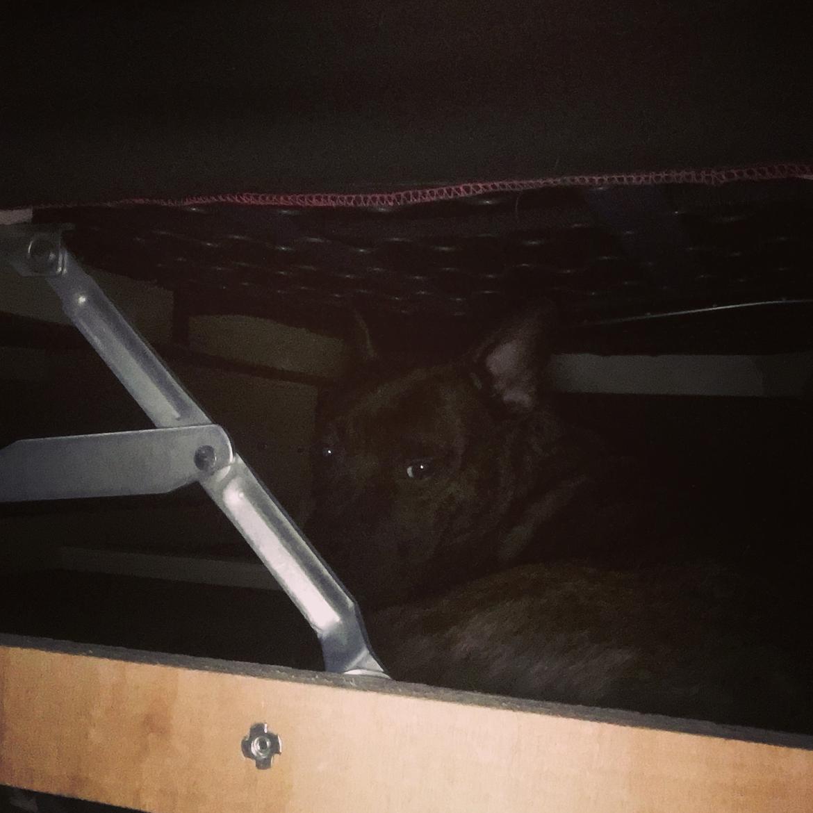 Staffordshire bull terrier Capone billede 16