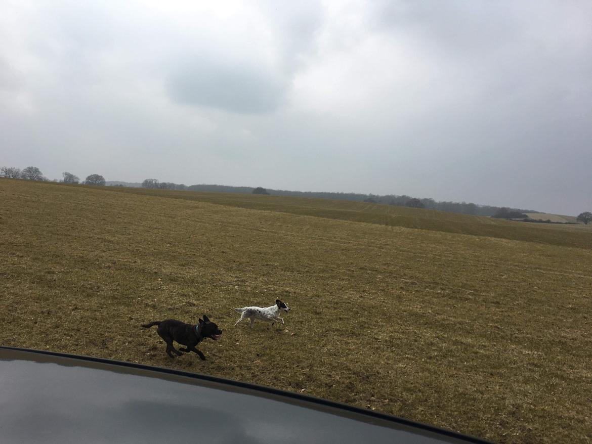 Staffordshire bull terrier Capone billede 10