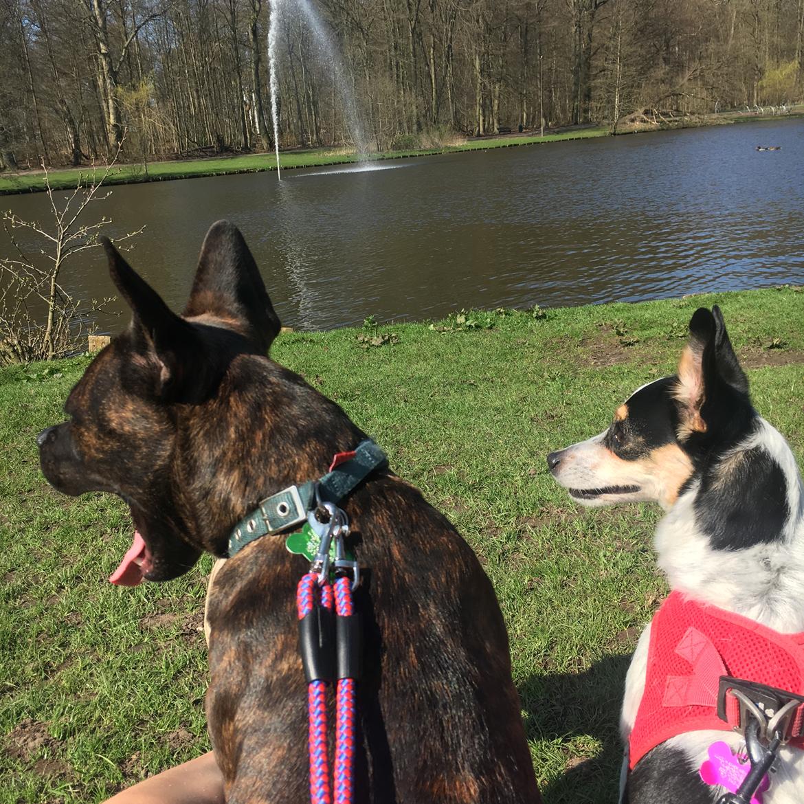 Dansk svensk gaardhund Elsa billede 9