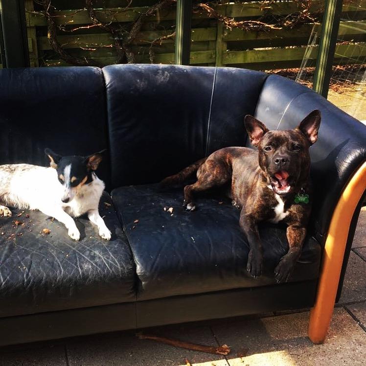 Dansk svensk gaardhund Elsa billede 11