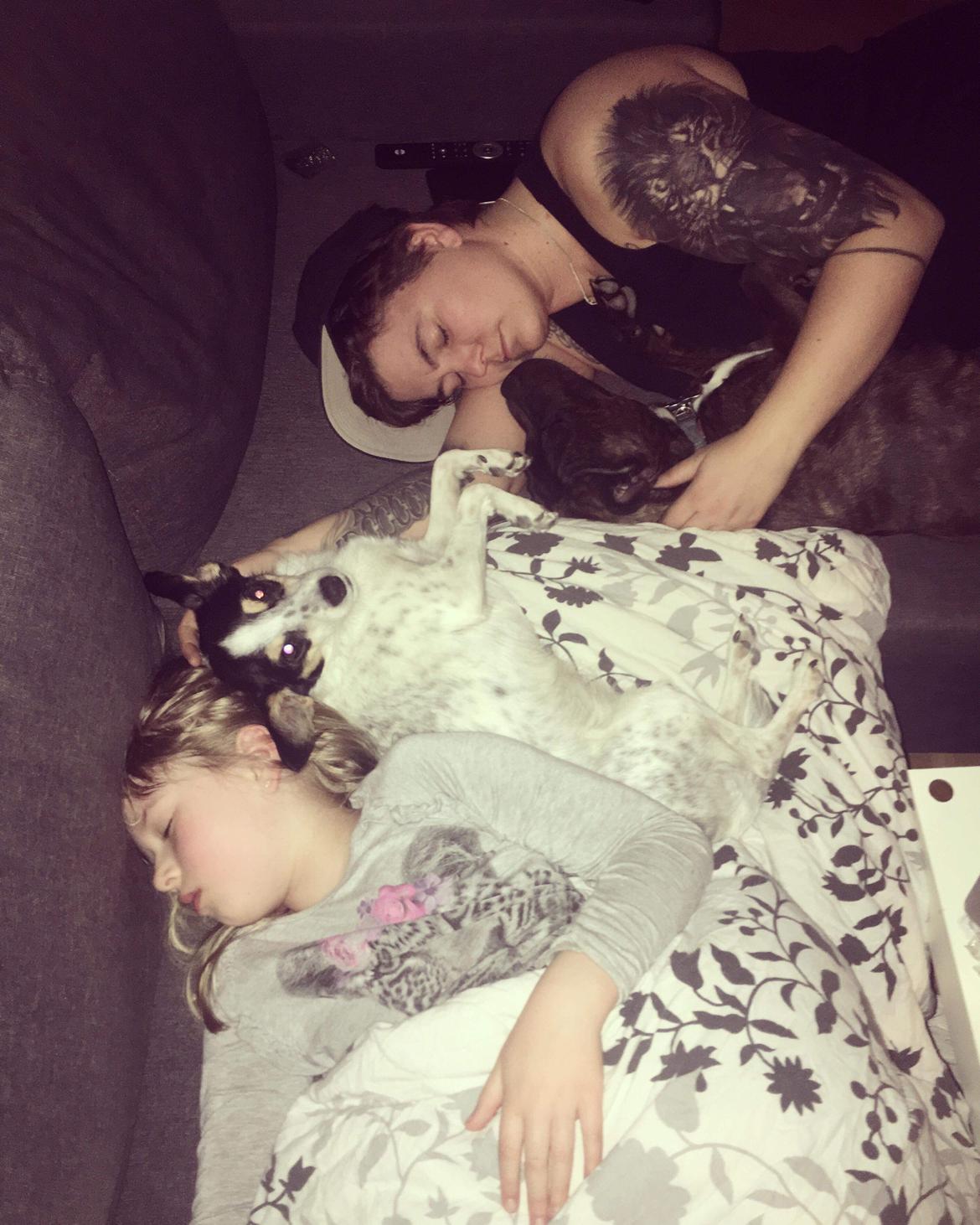 Dansk svensk gaardhund Elsa billede 13