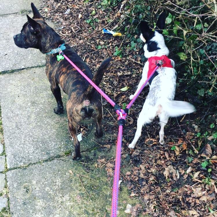 Dansk svensk gaardhund Elsa billede 14