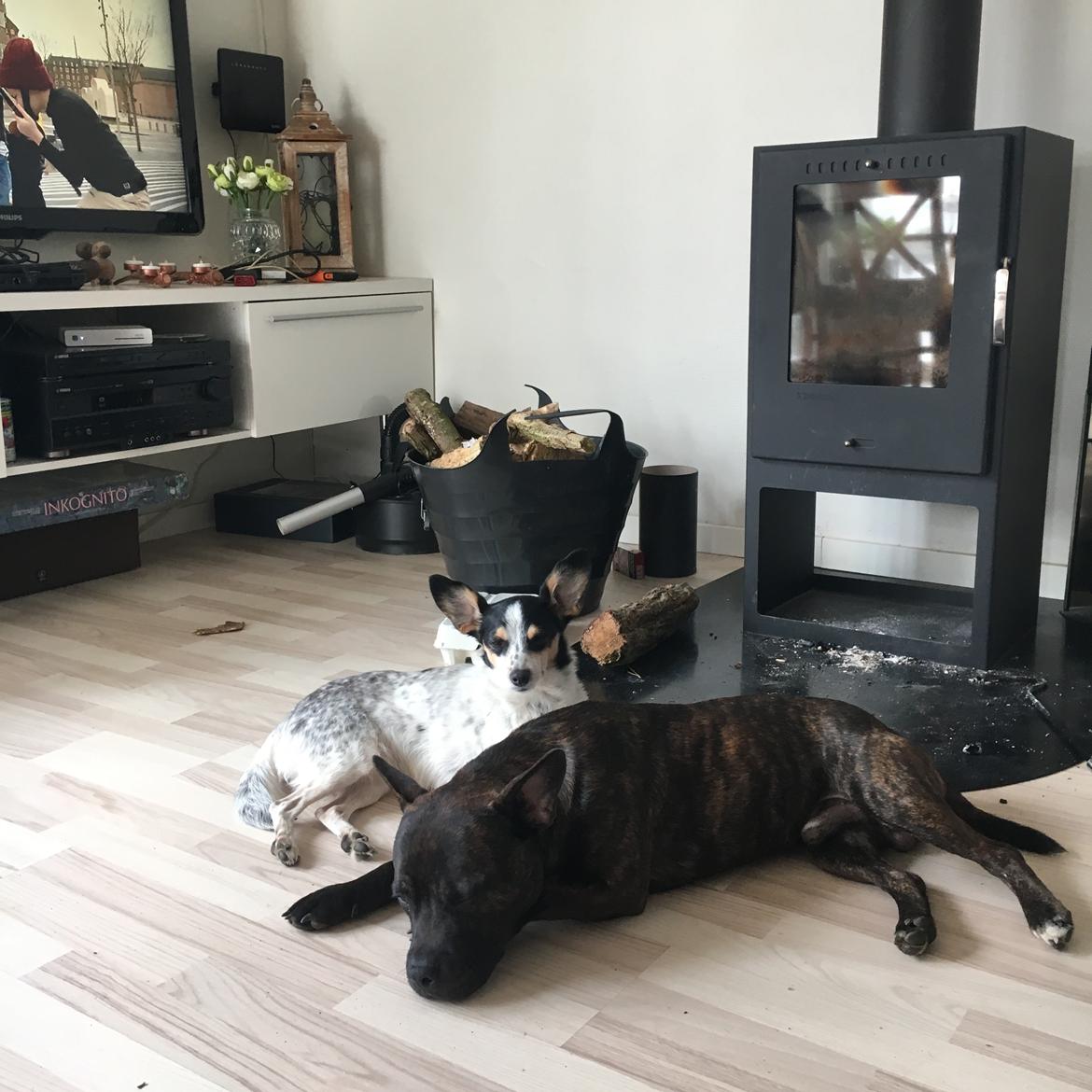 Dansk svensk gaardhund Elsa billede 16