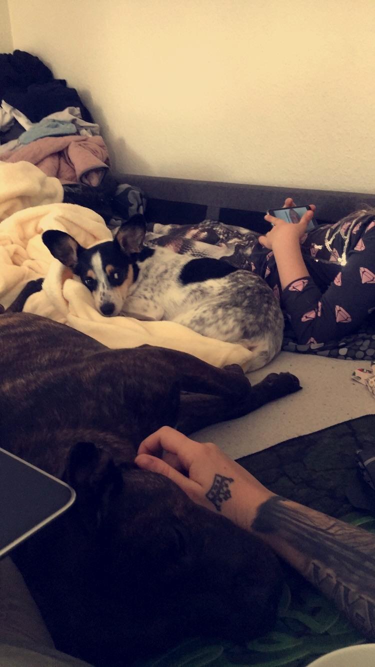 Dansk svensk gaardhund Elsa billede 10