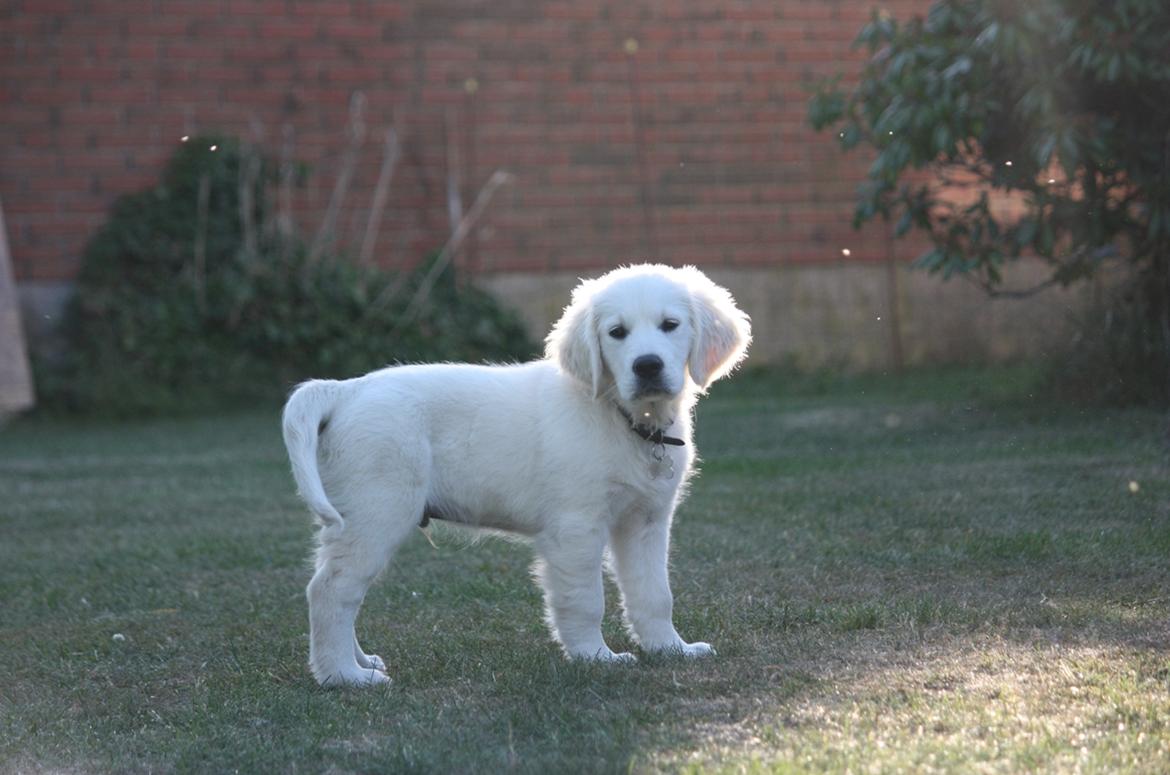 Golden retriever Pumba billede 26