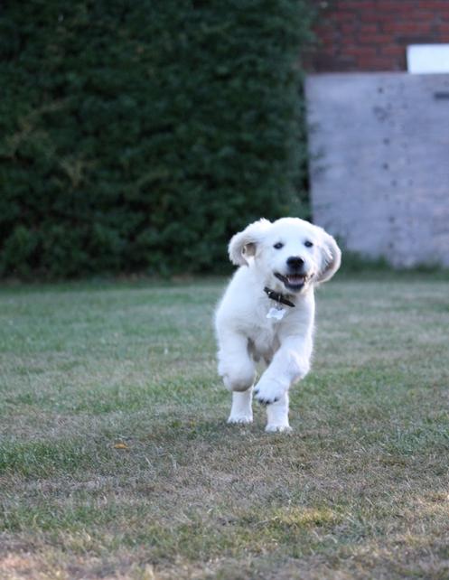 Golden retriever Pumba billede 20