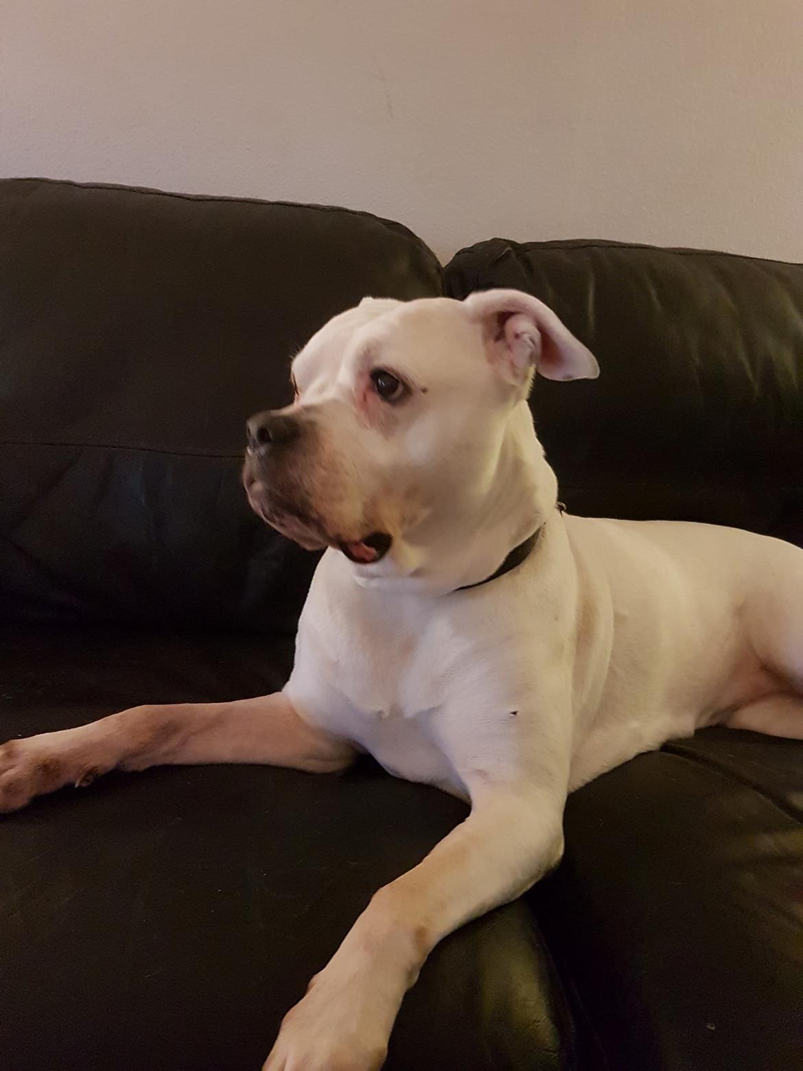 Amerikansk bulldog Kettners Esmeralda"Gaia" 11.03.2007-23.07.2019 - Så har man rundet de 11 år. billede 21