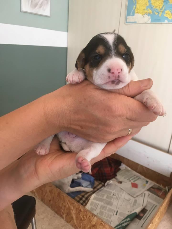 Blanding af racer Ronja billede 9