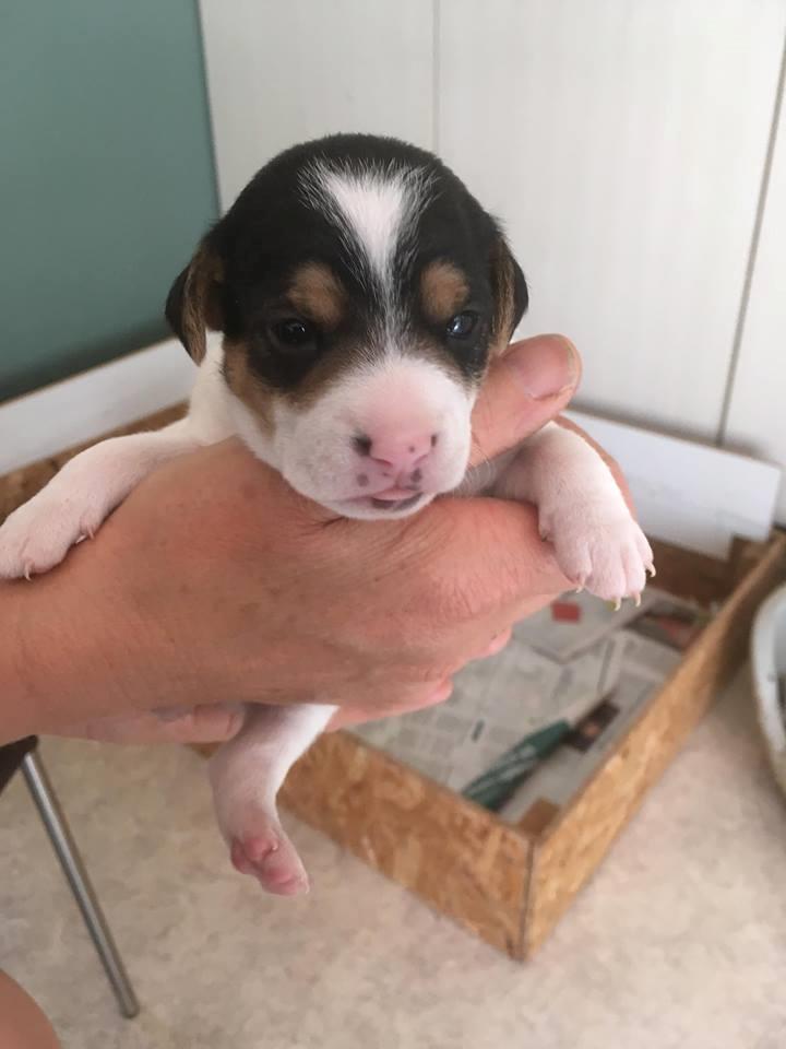 Blanding af racer Ronja billede 3