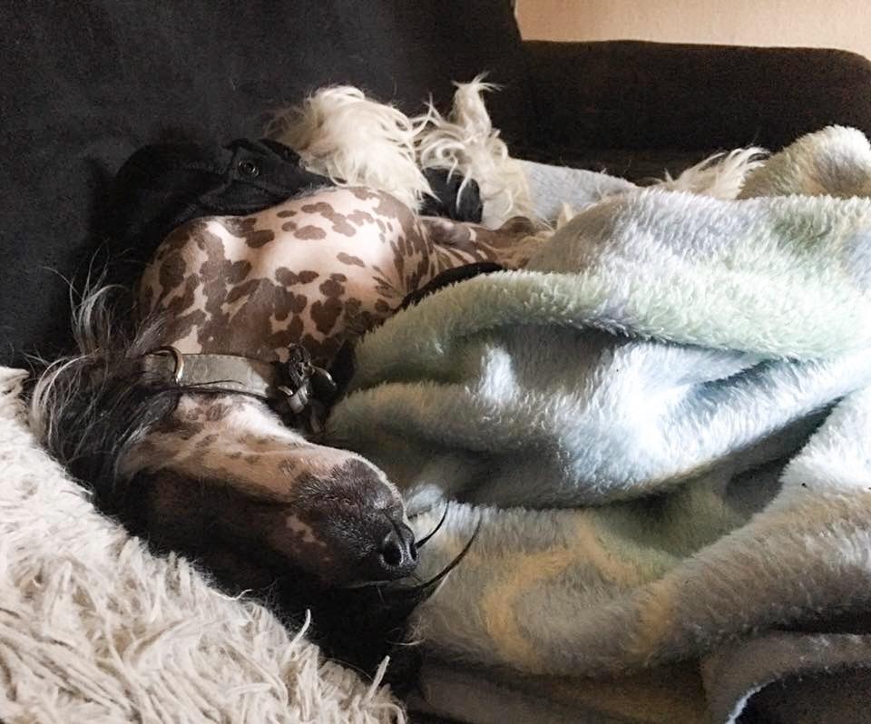 Chinese crested hårløs Jax billede 43