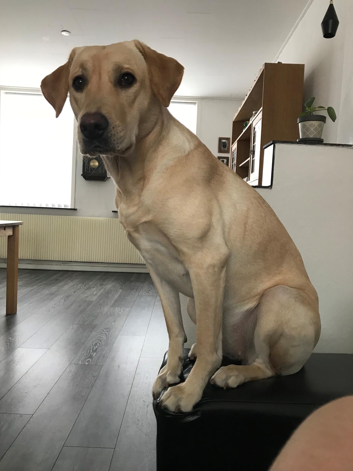 Labrador retriever Astrid  billede 6