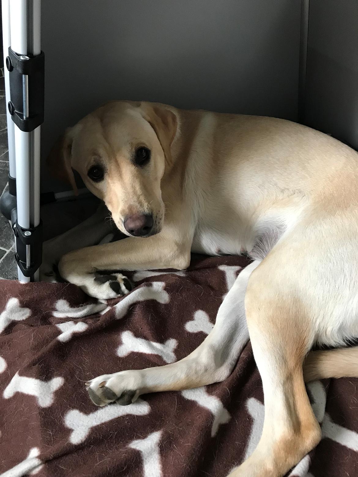 Labrador retriever Astrid  billede 8