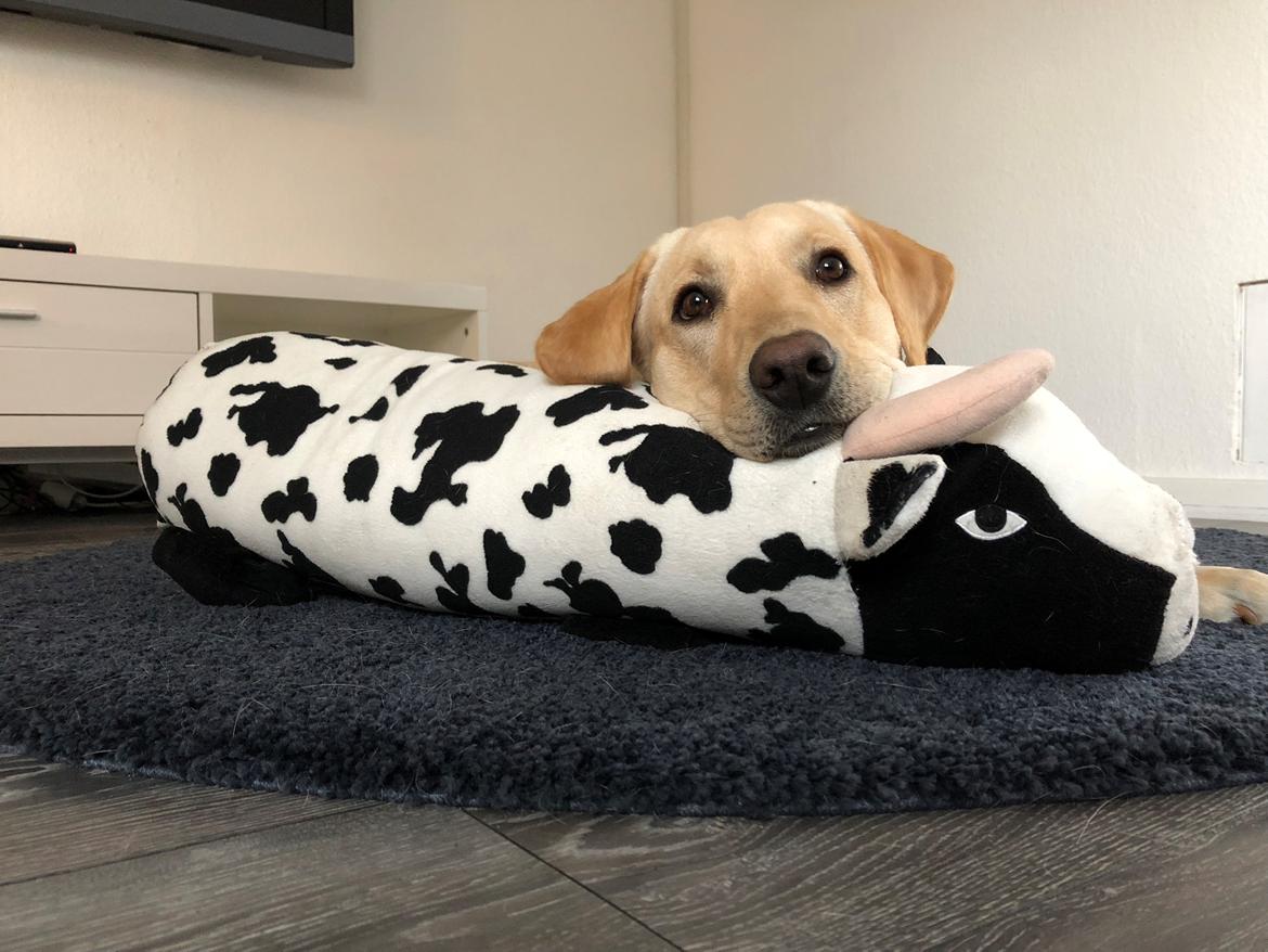 Labrador retriever Astrid  billede 7