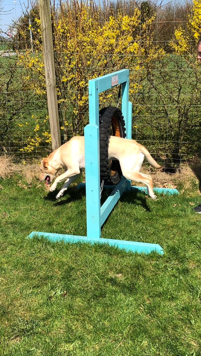 Labrador retriever Astrid  billede 9