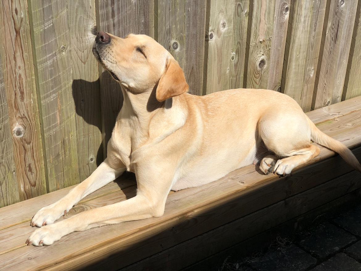 Labrador retriever Astrid  billede 10