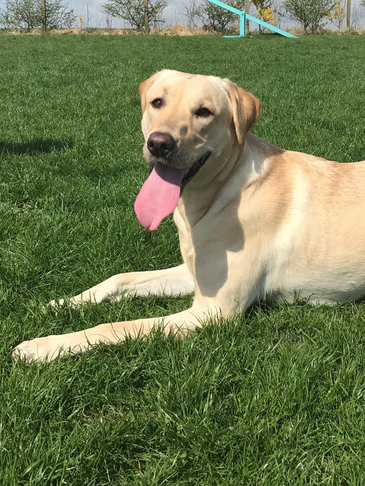 Labrador retriever Astrid  billede 11