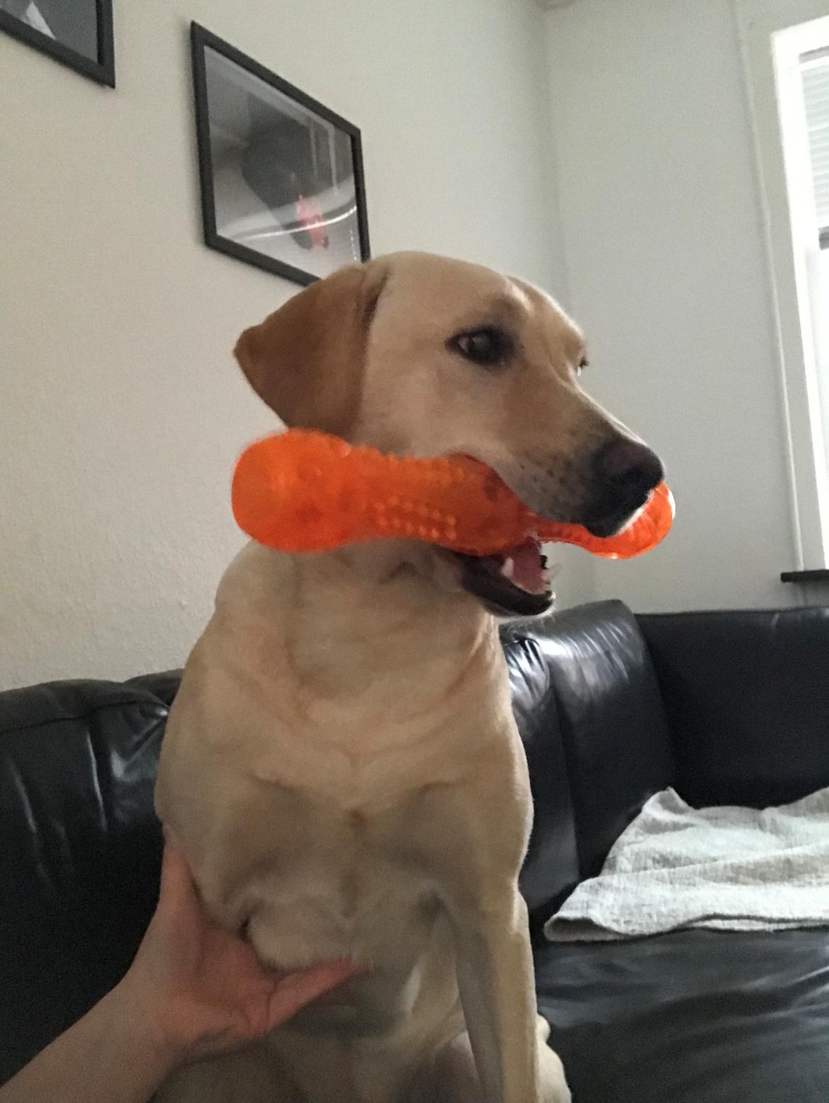 Labrador retriever Astrid  billede 12