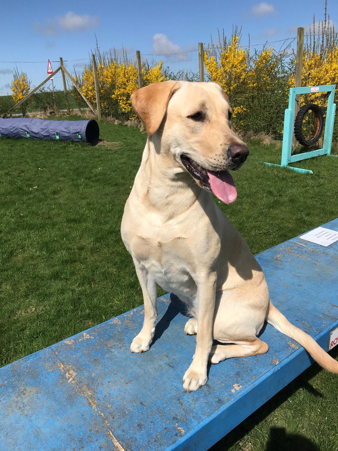 Labrador retriever Astrid  billede 13
