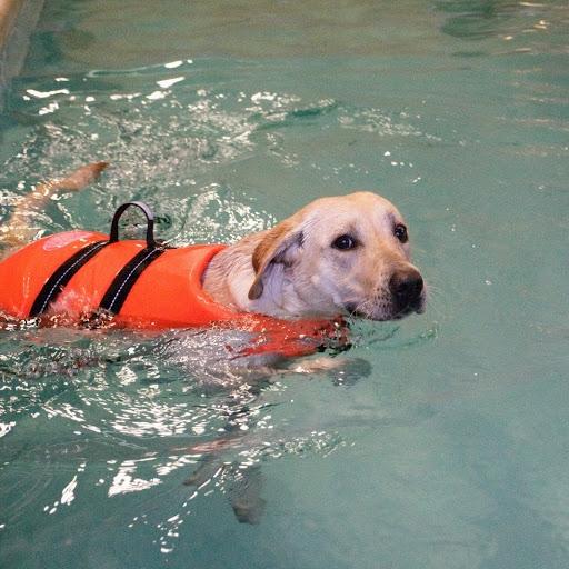 Labrador retriever Astrid  billede 14