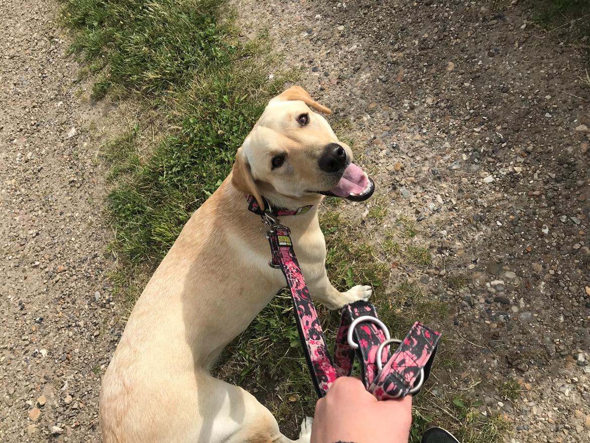 Labrador retriever Astrid  billede 15