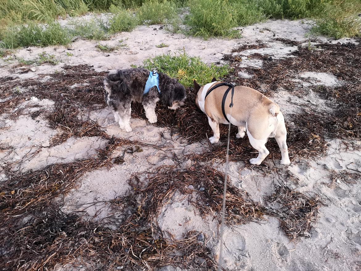 Løwchen Ella billede 11