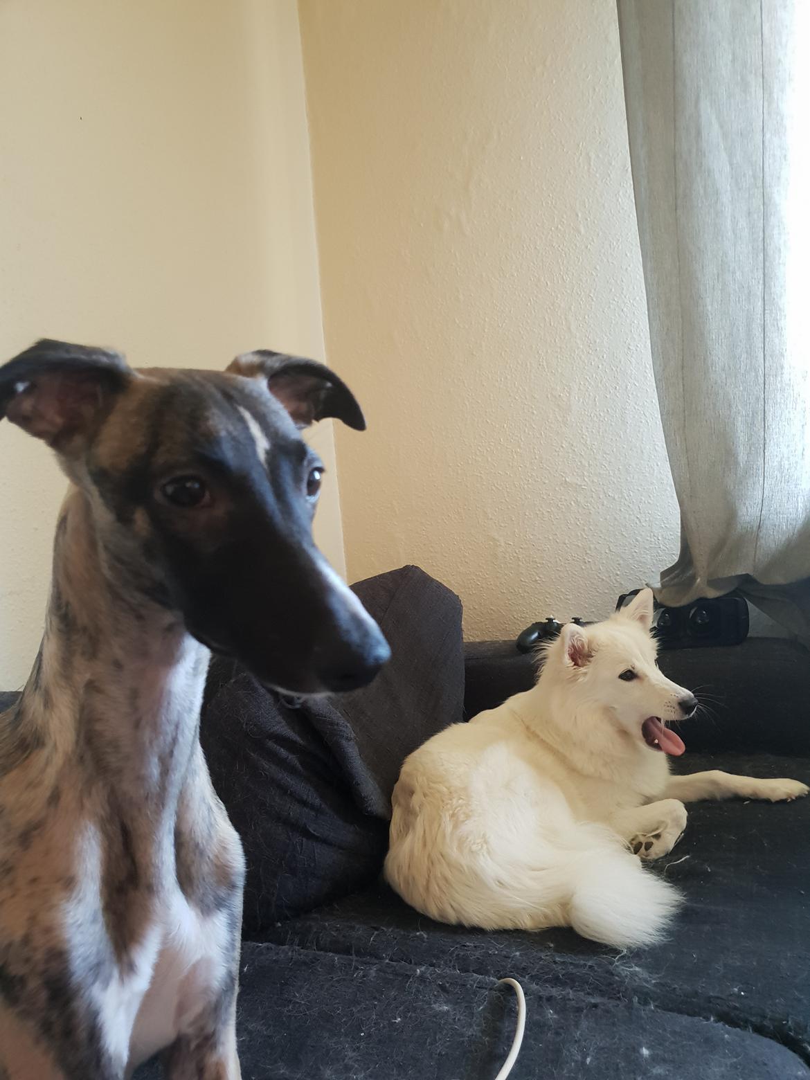 Whippet Kennel All Stars Felix (Dexter) billede 8