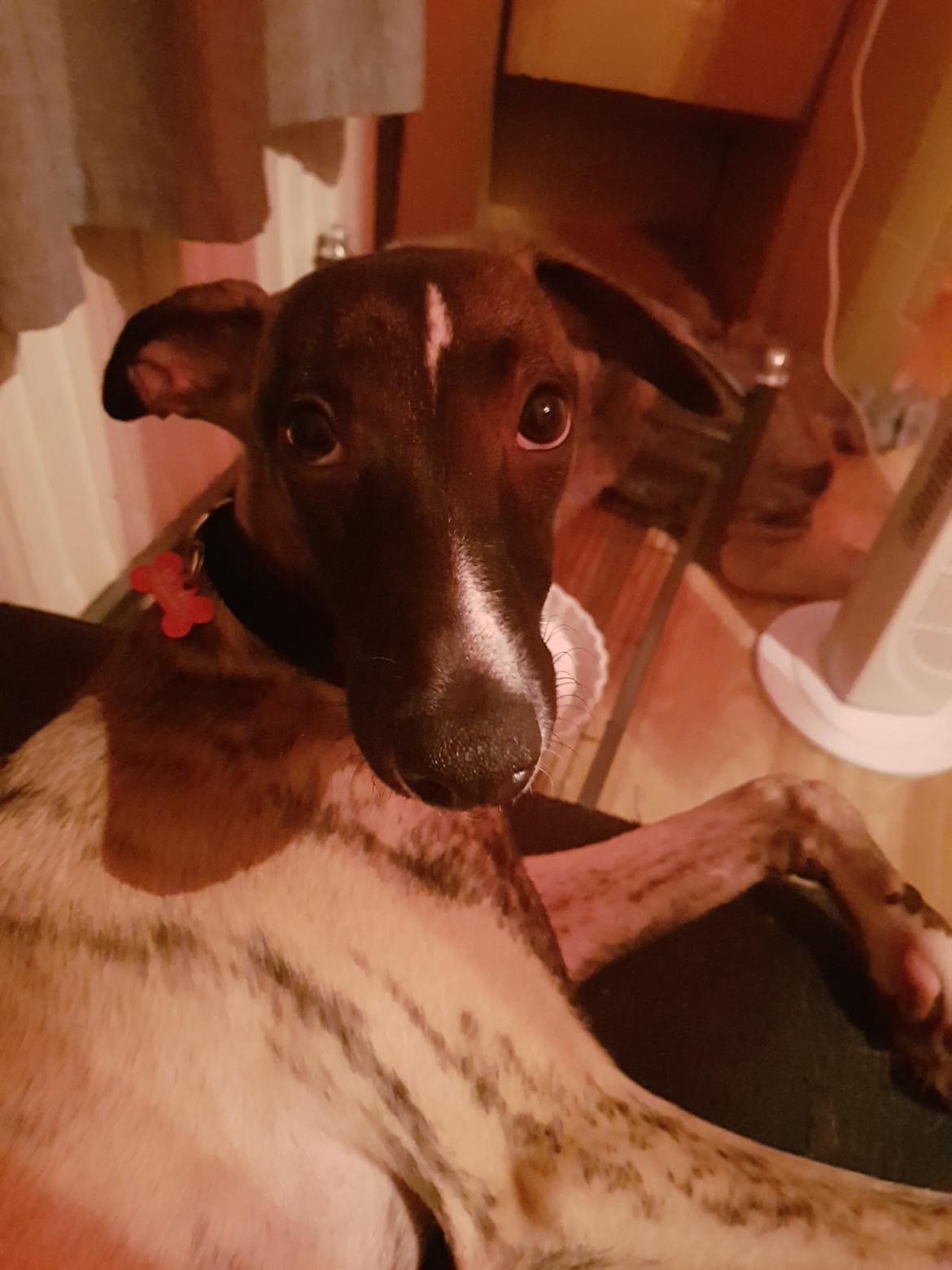Whippet Kennel All Stars Felix (Dexter) billede 13