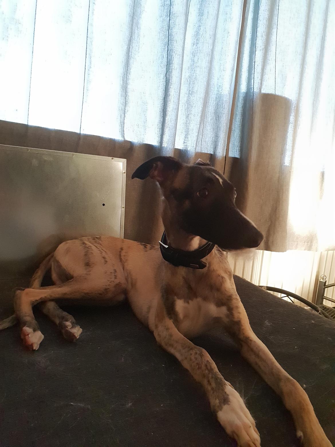 Whippet Kennel All Stars Felix (Dexter) billede 9