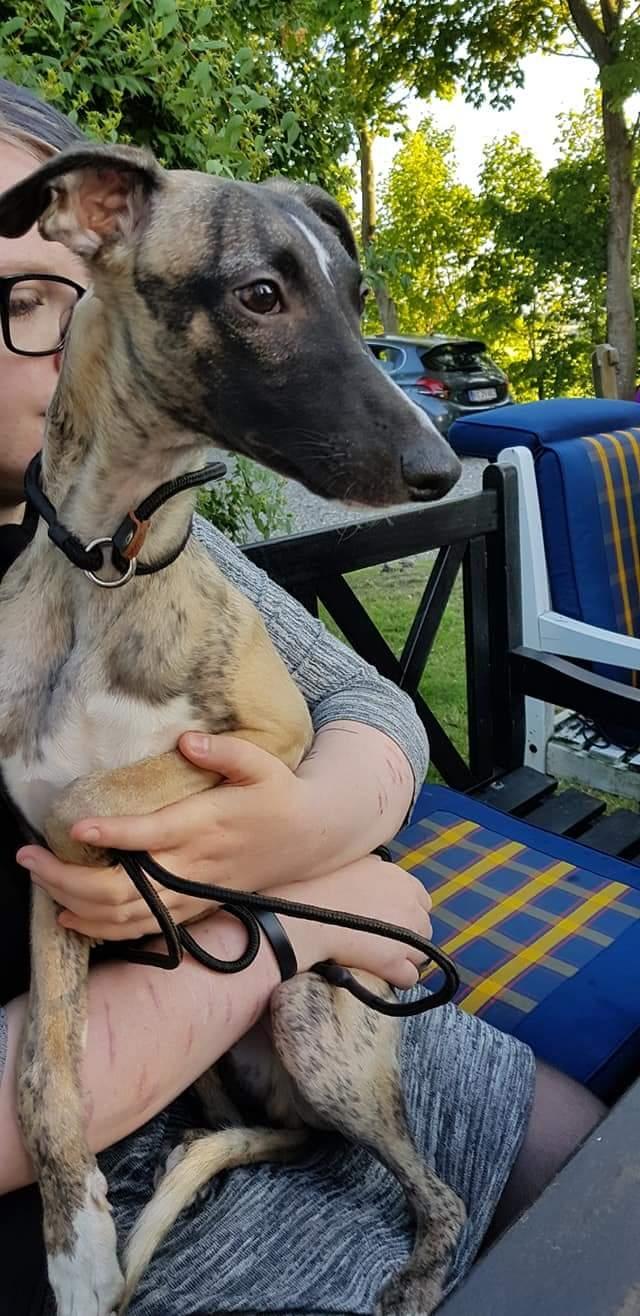 Whippet Kennel All Stars Felix (Dexter) billede 2