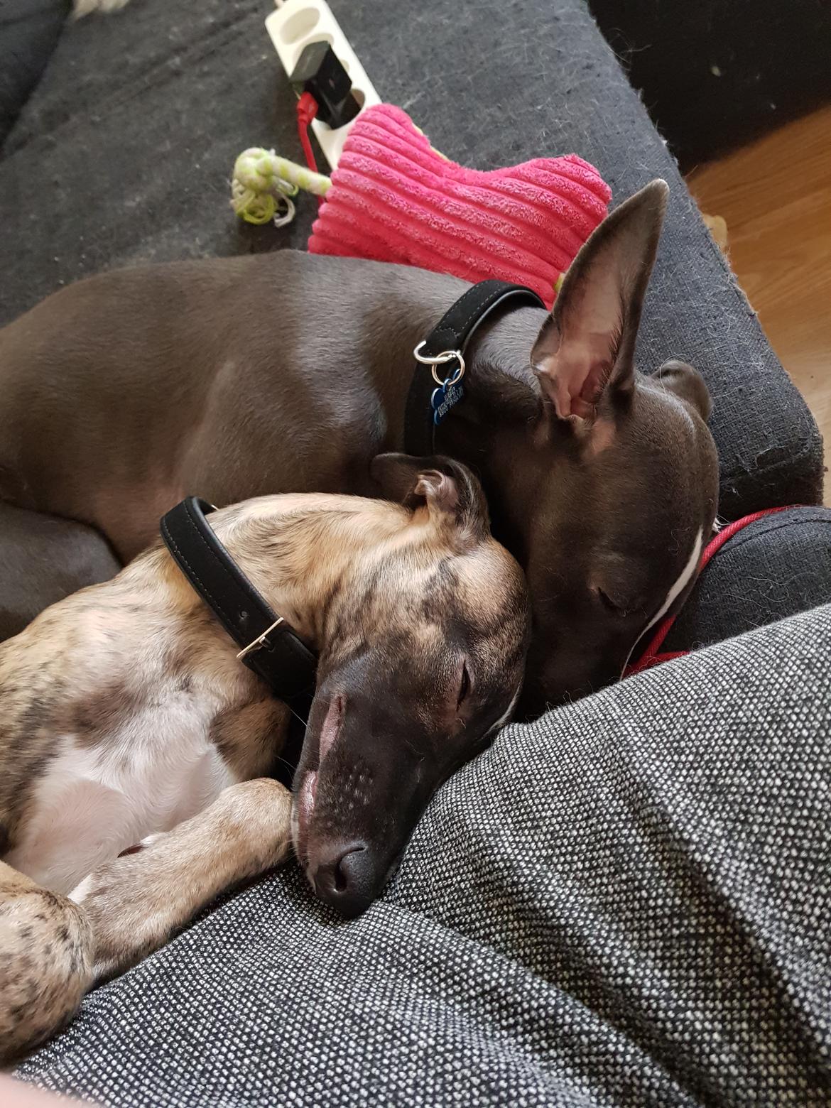 Whippet Kennel All Stars Herkules (Misha) billede 8