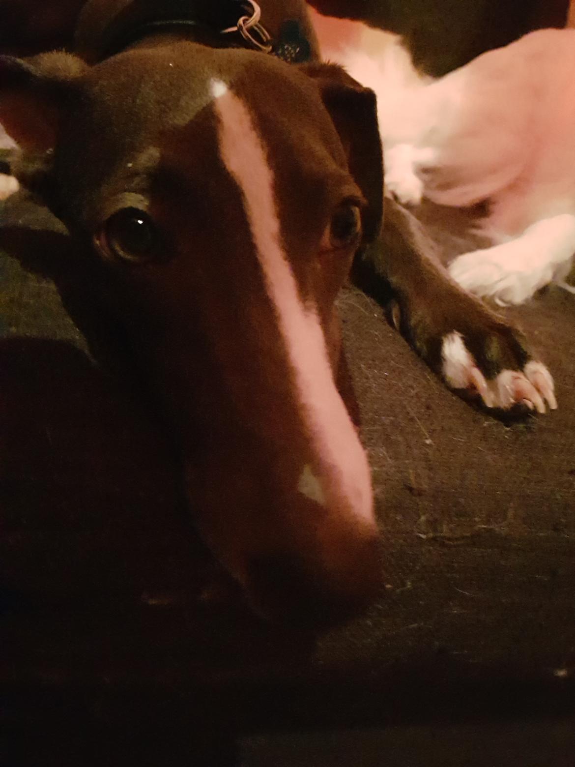 Whippet Kennel All Stars Herkules (Misha) billede 12