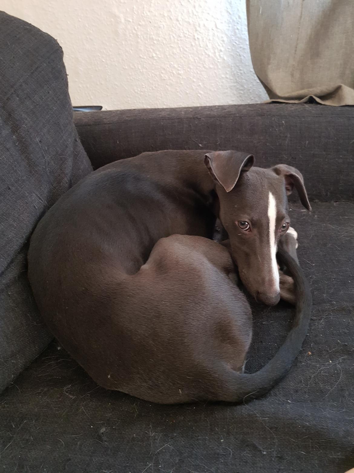 Whippet Kennel All Stars Herkules (Misha) billede 10